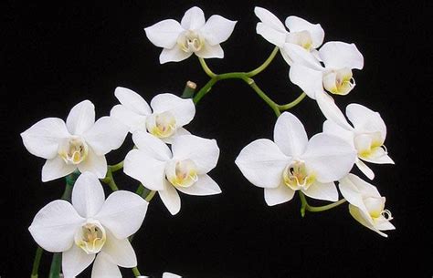 野生蝴蝶蘭|蘭花的故事: Phalaenopsis aphrodite 台灣蝴蝶蘭